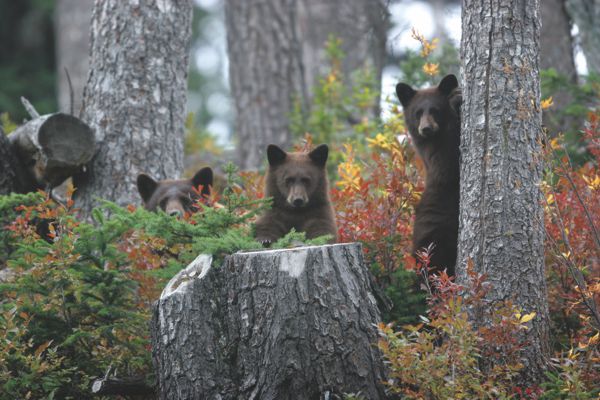 bear-viewing-steve-rogers